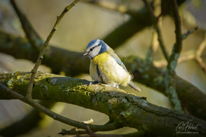 Basking Blue Tit Wall Art by Carol Herbert