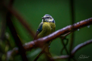 Evening Blue Tit Wall Art by Carol Herbert