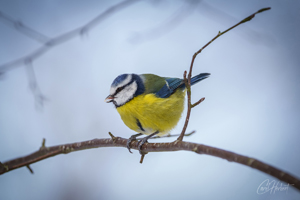 Singing Blue Tit Wall Art by Carol Herbert