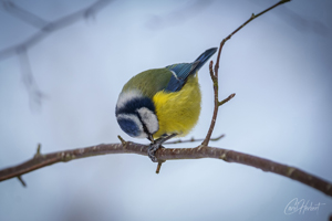 Preening Blue Tit Wall Art and Gifts