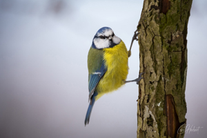 Winter Blue Tit Wall Art by Carol Herbert