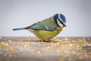 Snacking Blue Tit Wall Art by Carol Herbert