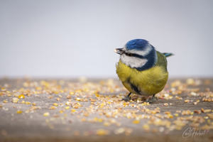 Feasting Blue Tit Wall Art by Carol Herbert