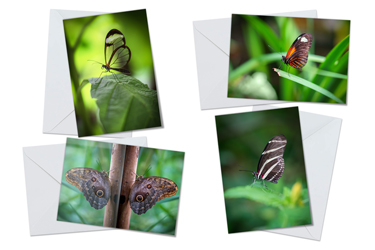 Butterfly - Greeting Card Packs by Carol Herbert