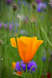 California Poppy Wall Art by Carol Herbert