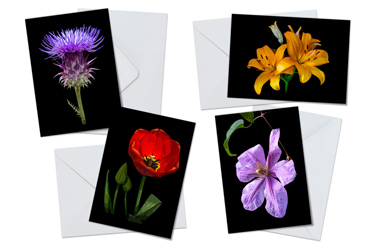 Flower Pop Art - Greeting Card Packs by Carol Herbert