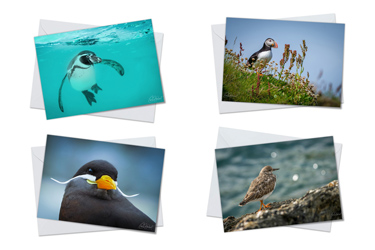 Seabirds - Greeting Card Packs by Carol Herbert