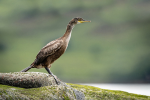 Cormorant Wall Art by Carol Herbert