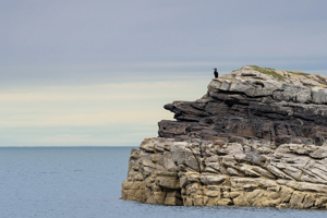 Cormorant Rock Wall Art by Carol Herbert