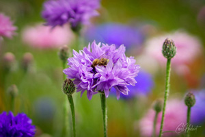 Dark Pink Cornflower Wall Art by Carol Herbert