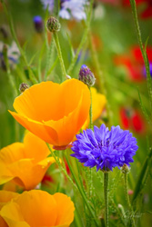 Cornflower And California Poppies Wall Art by Carol Herbert