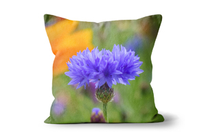 Indigo Cornflower Cushions by Carol Herbert