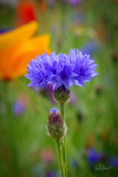 Indigo Cornflower Wall Art by Carol Herbert