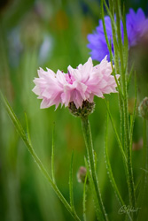 Light Pink Cornflower Wall Art and Gifts