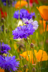 Cornflowers Wall Art by Carol Herbert