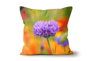 Purple Cornflower Cushions by Carol Herbert