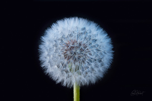 Dandelion Clock 1 Art Print Options