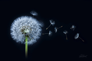 Dandelion Clock 2 Framed Photographic Print