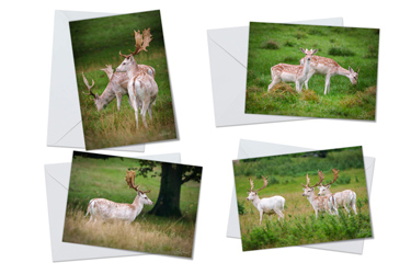 Fallow Deer - Greeting Card Packs by Carol Herbert