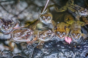 Frog Spawn Greeting Card Options