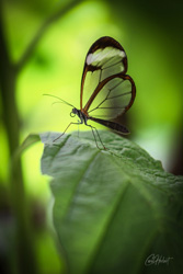 Glasswing Butterfly Wall Art by Carol Herbert