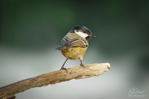 Great Tit 03 Wall Art by Carol Herbert