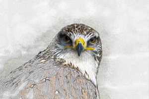 Falcon 1 Wall Art by Carol Herbert