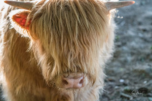 Friendly Highland Cow Wall Art by Carol Herbert