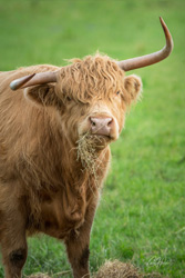 Munching Highland Cow Art Print Options