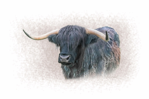 Highland Cow Art Print Options