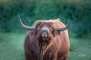 Mooing Highland Cow Wall Art by Carol Herbert