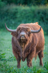 Vocal Highland Cow Art Print Options