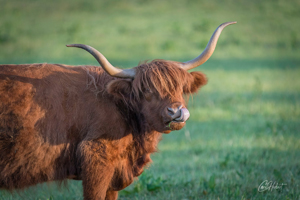 Majestic Highland Cow Wall Art by Carol Herbert