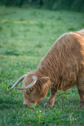 Grazing Highland Cow Wall Art by Carol Herbert