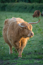 Strutting Highland Cow Wall Art by Carol Herbert