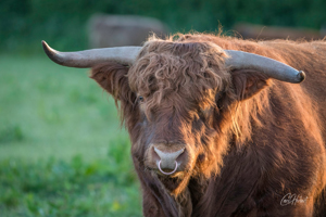 Thoughtful Highland Cow Art Print Options