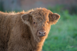 Baby Highland Cow Greeting Card Options