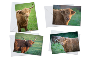 Highland Cows - Greeting Card Packs by Carol Herbert