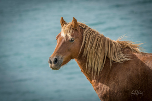 Coastal Chestnut Horse Mounted Print Options
