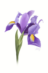 Iris  Art Print