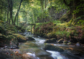 Kennall Vale Ruin 4 Wall Art by Carol Herbert