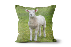 Lamb Cushions by Carol Herbert
