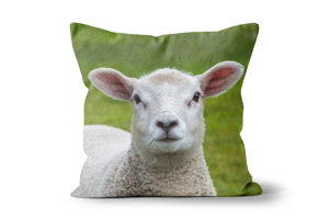 Lambs Head Cushions by Carol Herbert