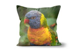 Rainbow Lorikeet 2 Cushions by Carol Herbert