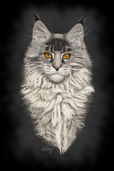 Drawing of a Maine Coon Cat Canvas Art Print