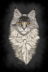 Maine Coon Cat Wall Art by Carol Herbert