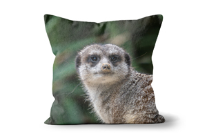 Staring Meerkat Cushions by Carol Herbert