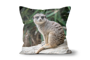 Curious Meerkat Cushions by Carol Herbert