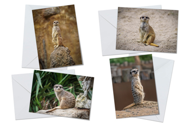 Meerkats - Greeting Card Packs by Carol Herbert