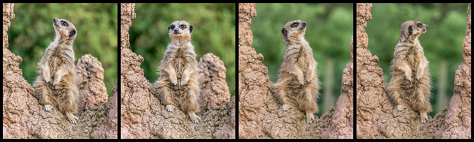 Guarding Meerkats - Panoramic Wall Art by Carol Herbert